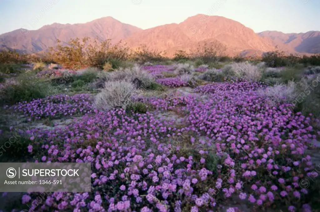 High angle view of wildflowers on a landscape, Anza Borrego Desert State Park, California, USA