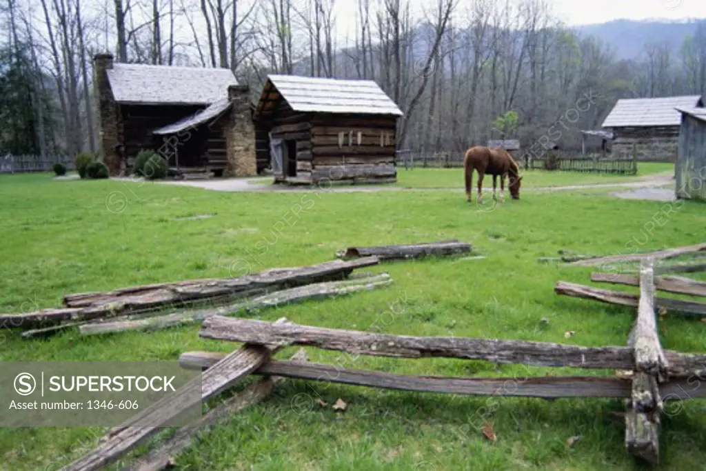 Horse grazing in a field, Mountain Farm Museum, Great Smoky Mountains National Park, North Carolina, USA