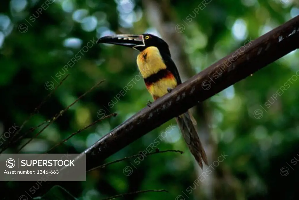 Collared Aracari, Costa Rica, Manuel Antonio National Park