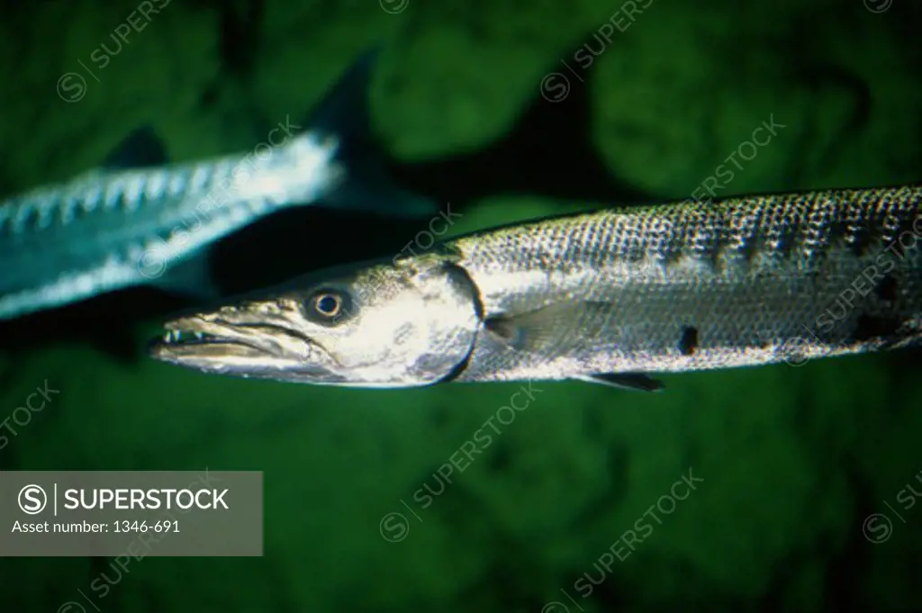 Close-up of a barracuda swimming underwater