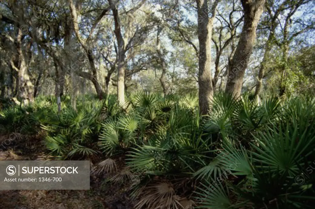 Trees in a forest, Myakka River State Park, Florida, USA