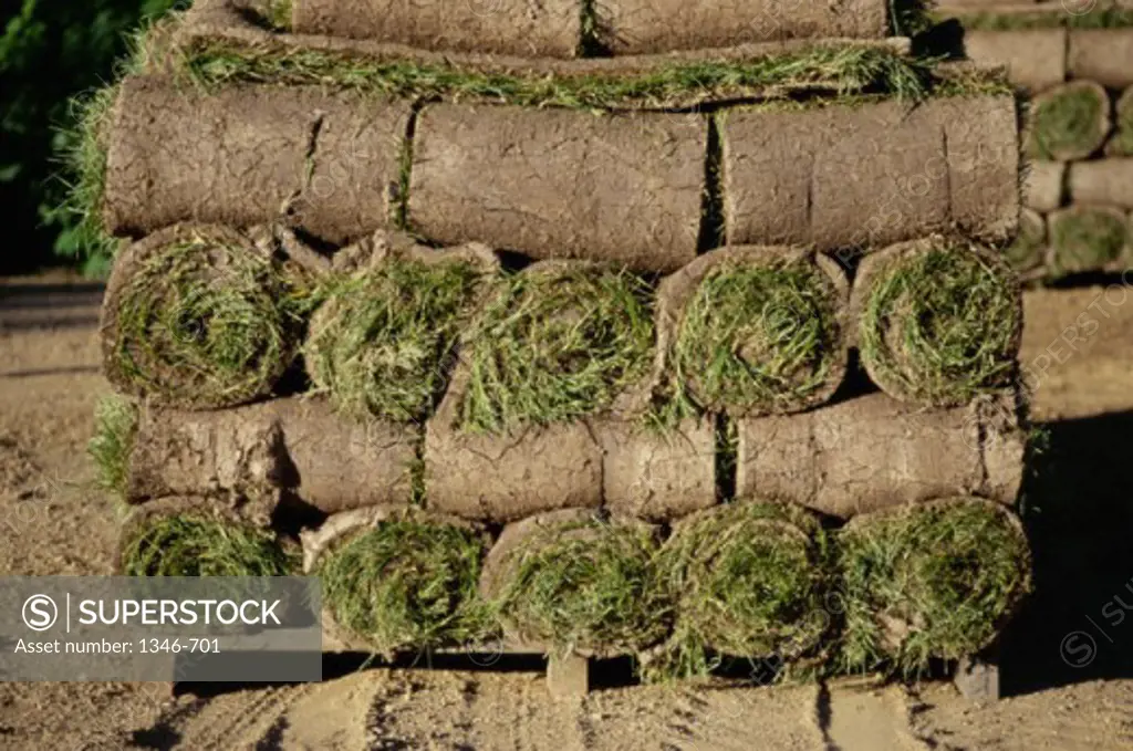 Close-up of sod on a pallet