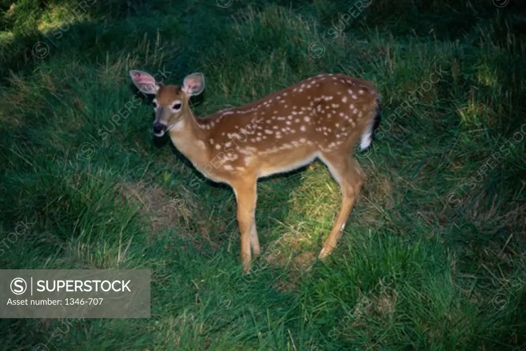 Side profile of a White-tailed Deer standing in a field (Odocoileus virginianus)