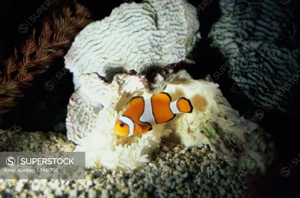 A Clown Fish and an Anemone