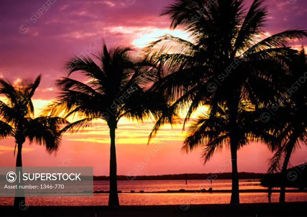 Silhouette of palm trees at dusk, Key Largo, Florida, USA
