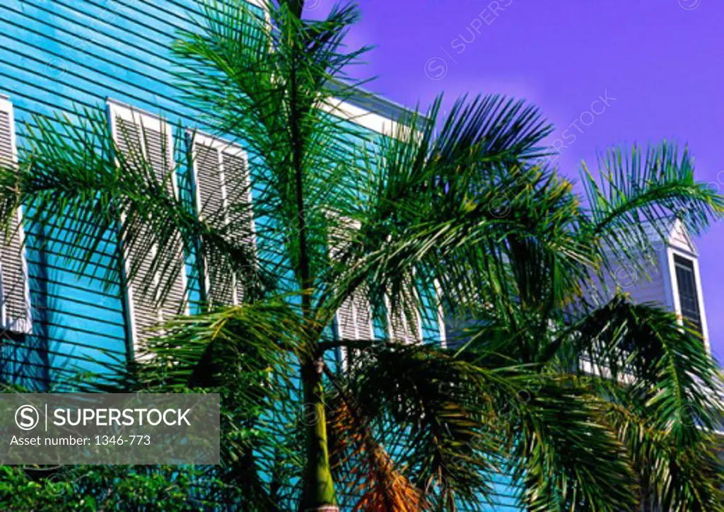 Low angle view of palm trees, Key West, Florida, USA