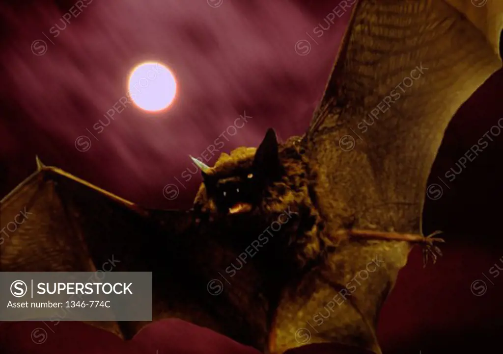 Close-up of a bat flying at night