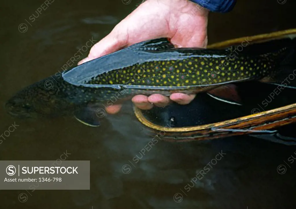 Close-up of a man's hand holding a Brook trout