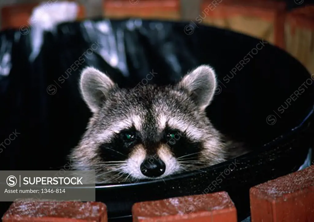 Close-up of a raccoon peeking from a garbage can, USA