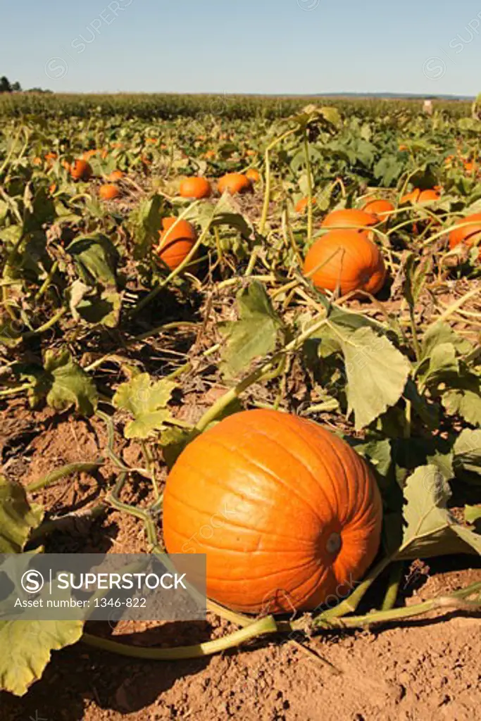 Pumpkins in a field, Annapolis Valley, Nova Scotia, Canada