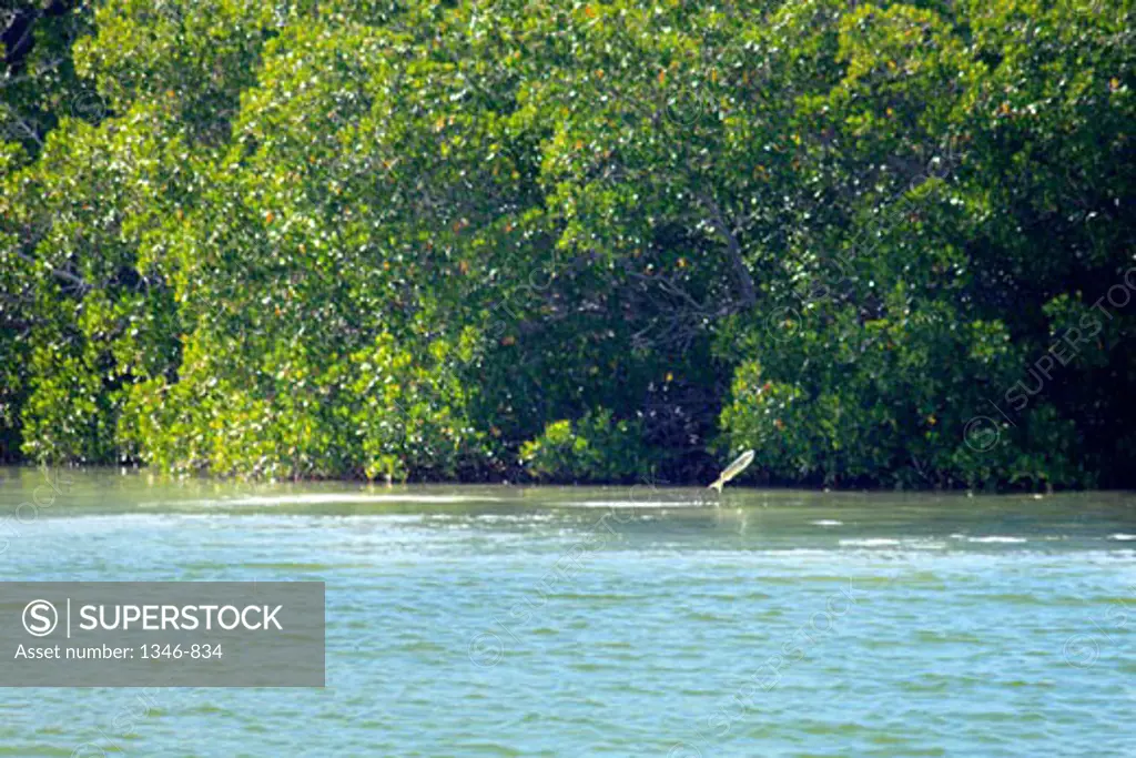 Fish jumping in front of mangrove trees, Everglades National Park, Florida, USA