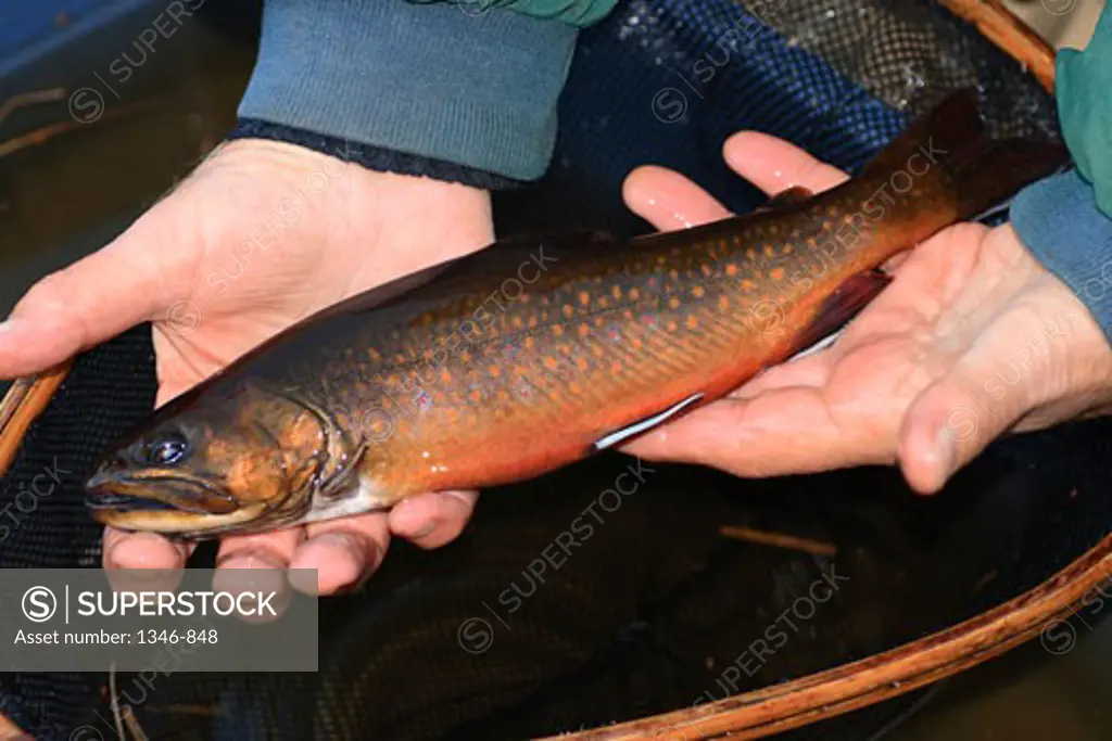 Close-up of a man's hands holding a brook trout
