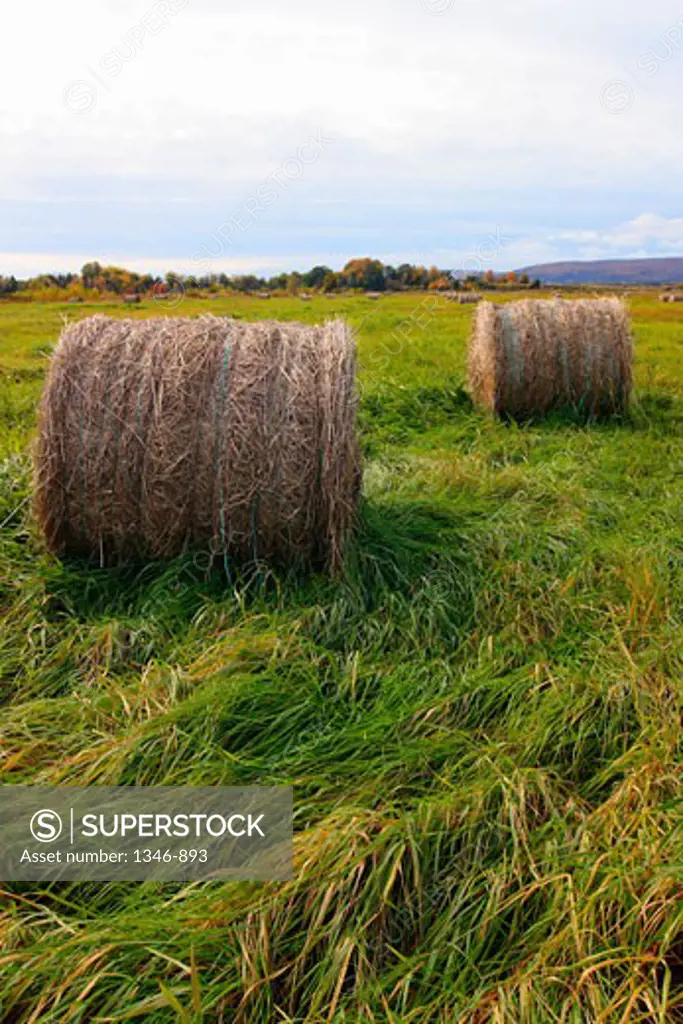 Hay bales in a field, Annapolis Valley, Nova Scotia, Canada