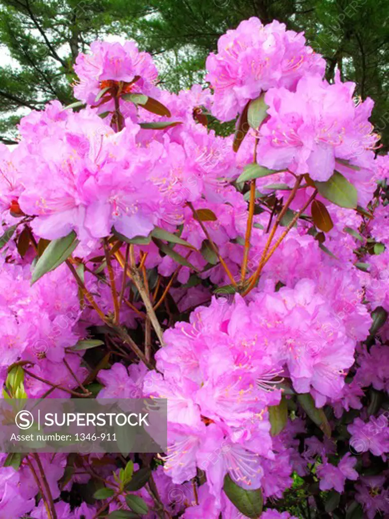 Close-up of Rhododendron (Rhododendron ponticum) flowers