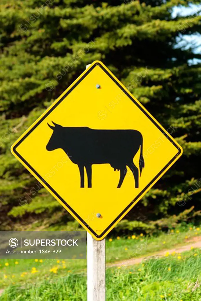 Bull Crossing sign at the roadside