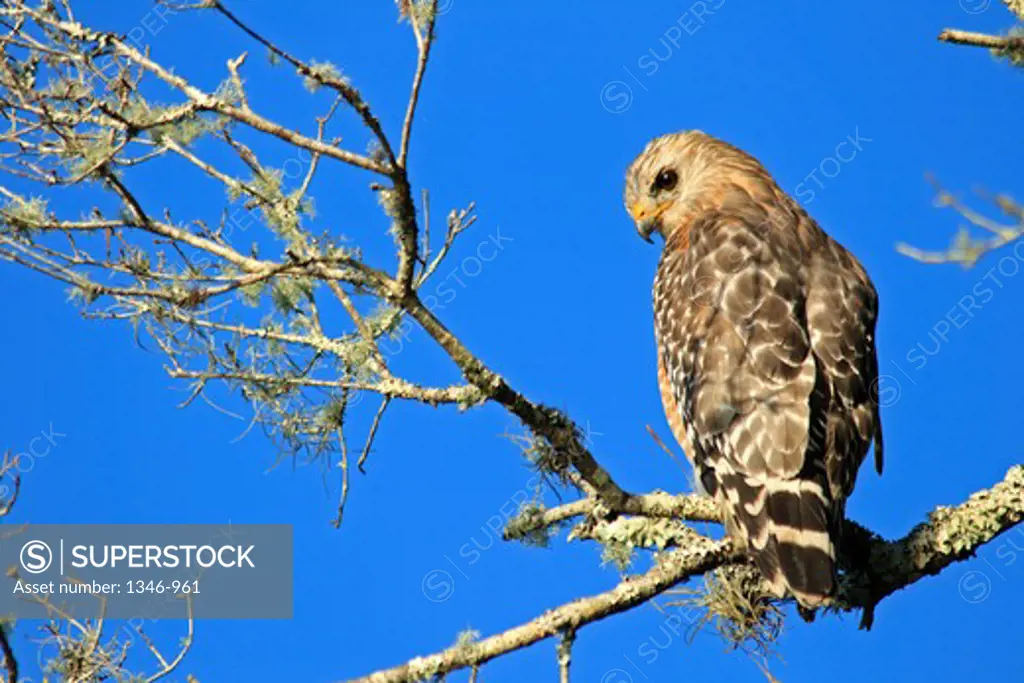Red-Shouldered hawk (Buteo lineatus) perching on a branch, Myakka River State Park, Florida, USA