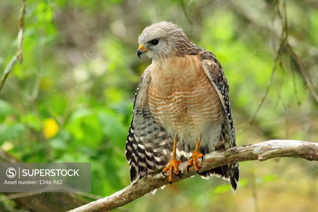 Red-Shouldered hawk (Buteo lineatus) perching on a branch, Corkscrew swamp preserve, Florida, USA