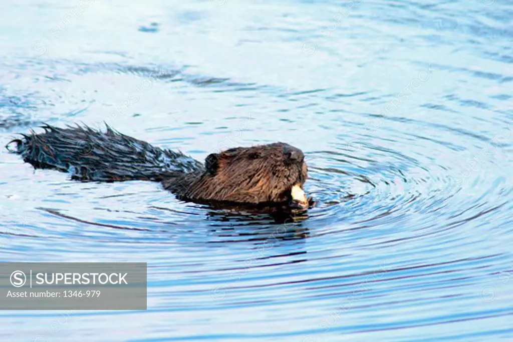 Close-up of a North American beaver (Castor canadensis) eating food in a pond, Canada