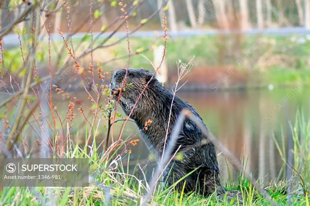 Close-up of a North American beaver (Castor canadensis) eating food near a pond, Canada