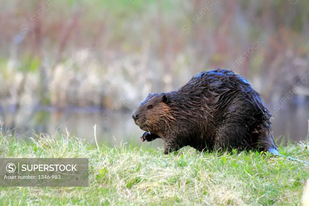 Close-up of a North American beaver (Castor canadensis) near a pond, Canada