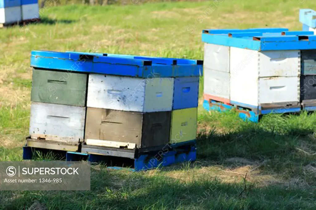 Honey beehive boxes in a farm, Annapolis valley, Nova Scotia, Canada