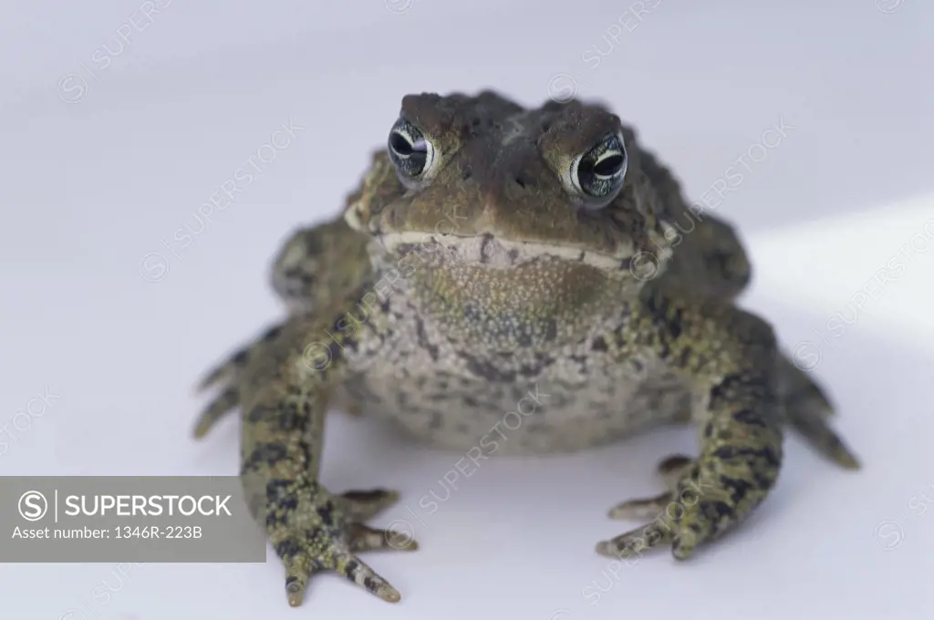 Close-up of an American Toad