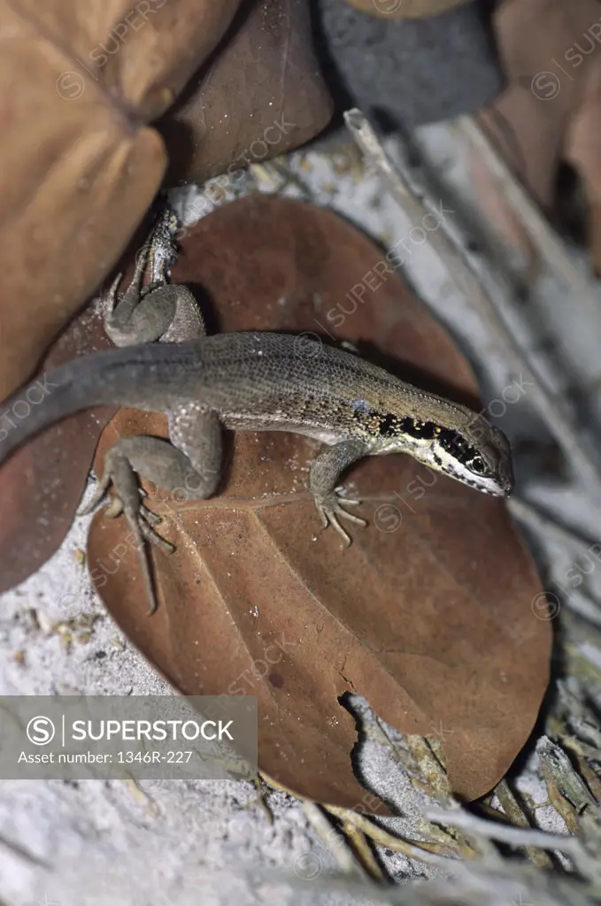 High angle view of Cuban Brown Curly-tailed Lizard, Leiocephalus cubensis) 