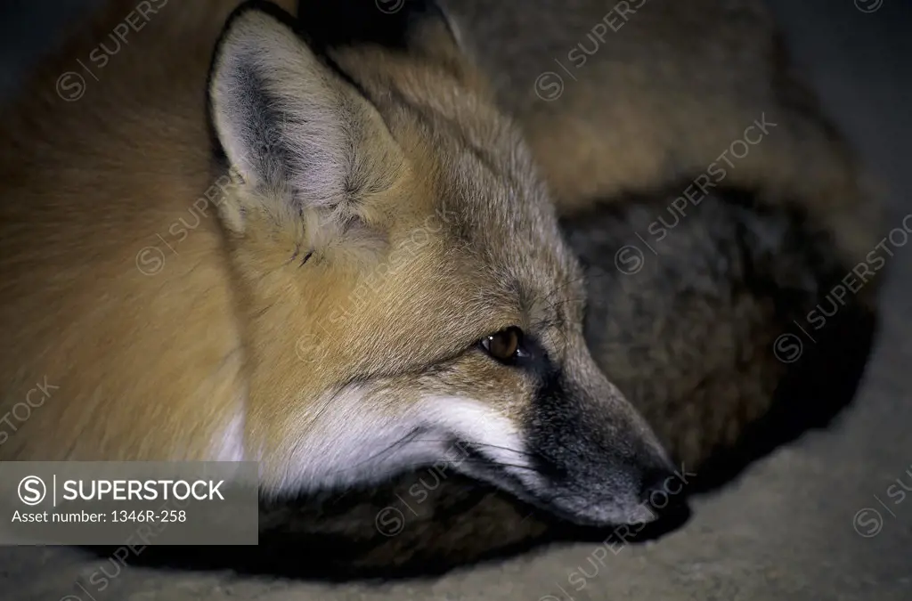Close-up of a Red Fox lying on the ground