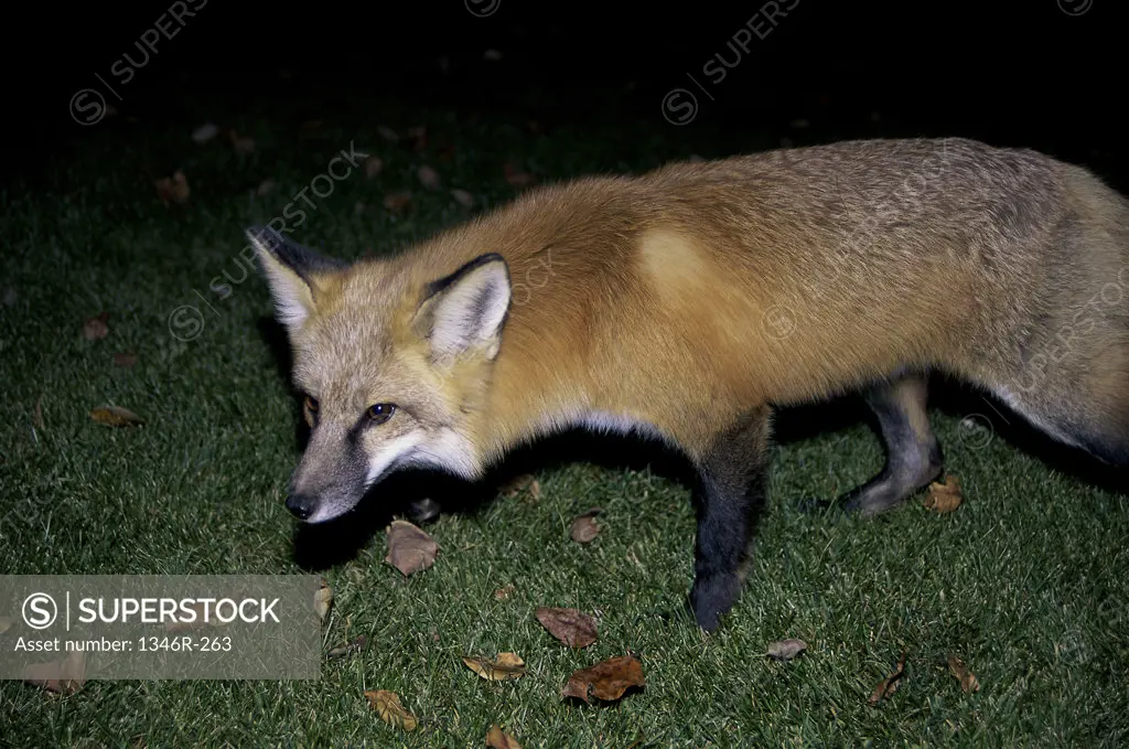Red Fox in a field
