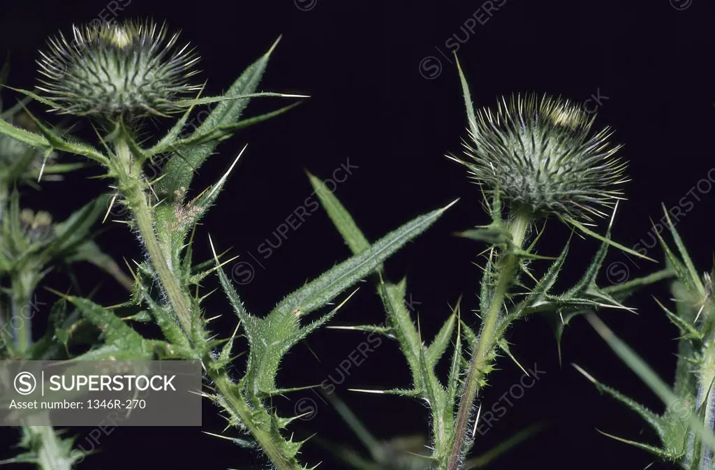 Close-up of thistles