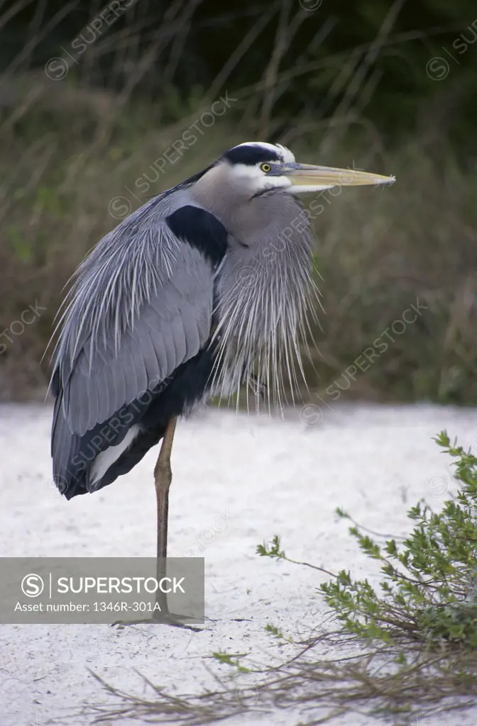 Great Blue Heron, Florida, USA