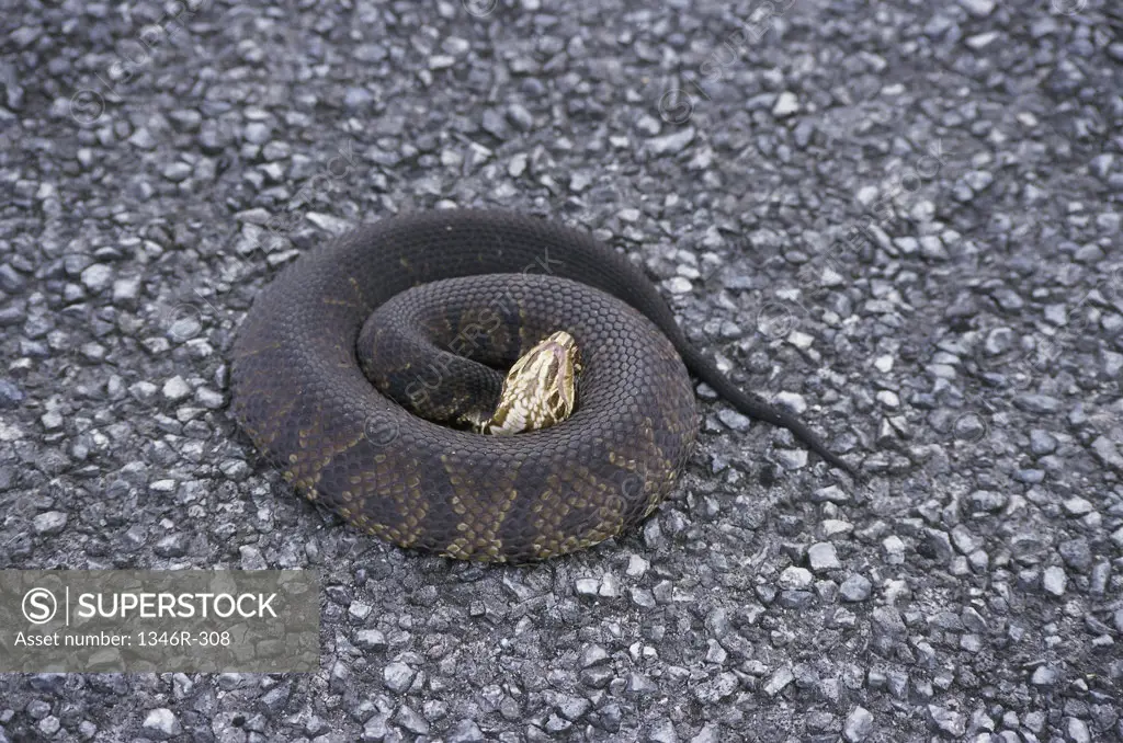 High angle view of a Cottonmouth Water Moccasin snake