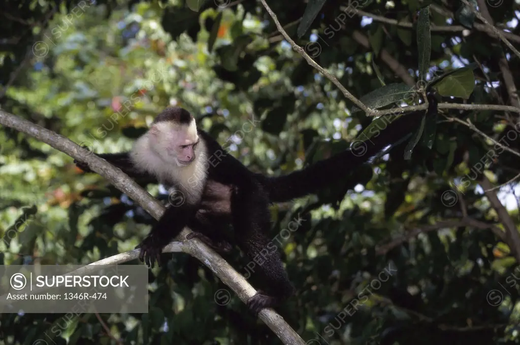 White-faced Monkey on a tree, Costa Rica