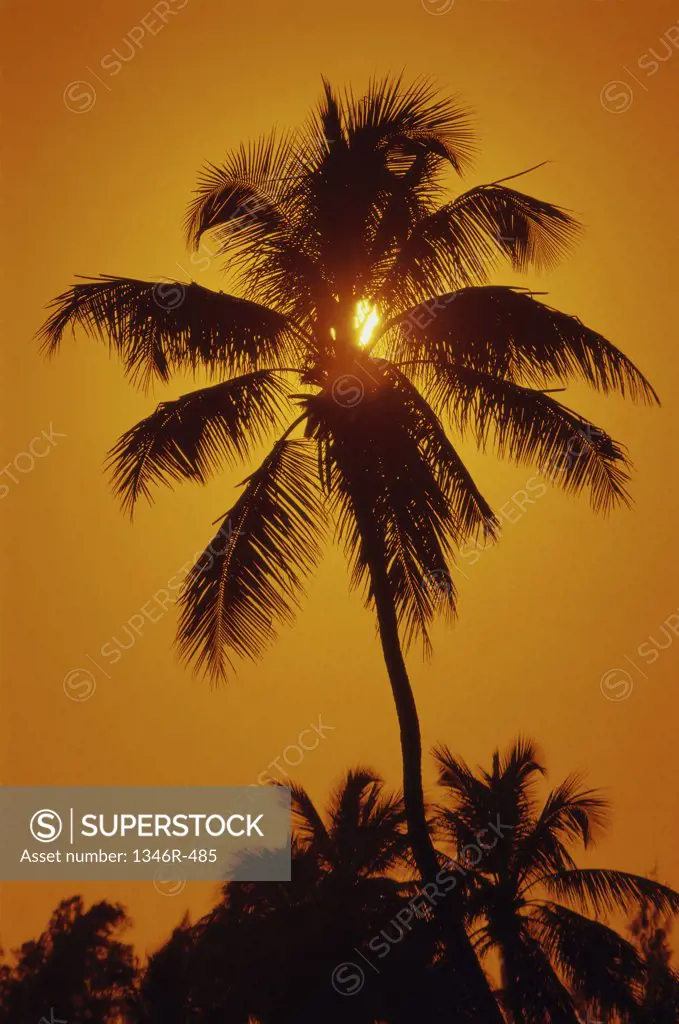 Silhouette of a palm tree, Key West, Florida, USA