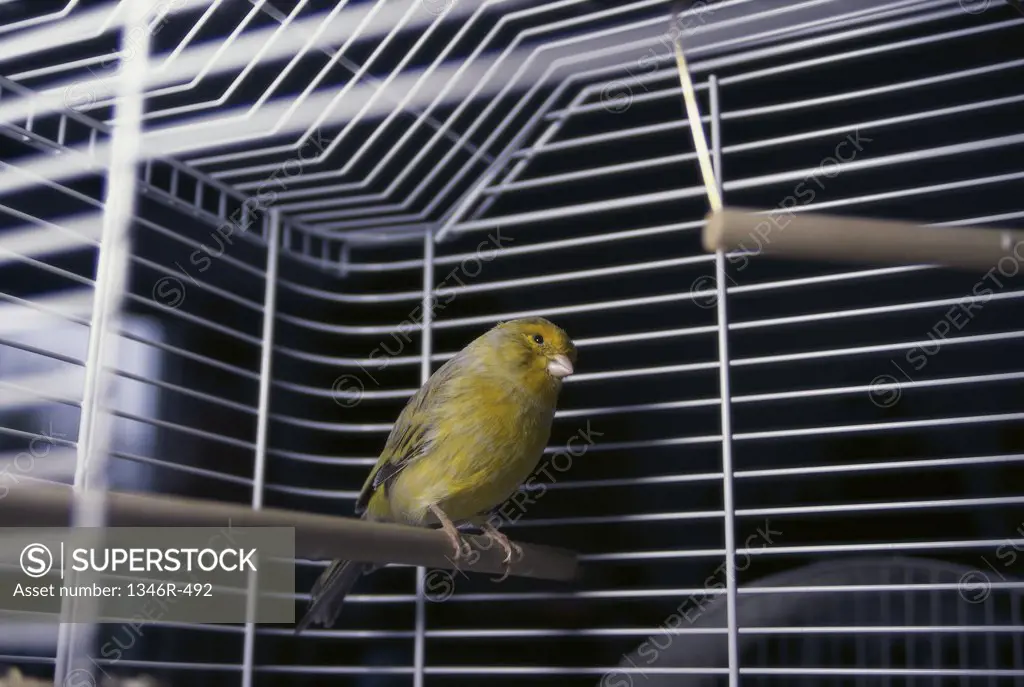 Canary in a cage