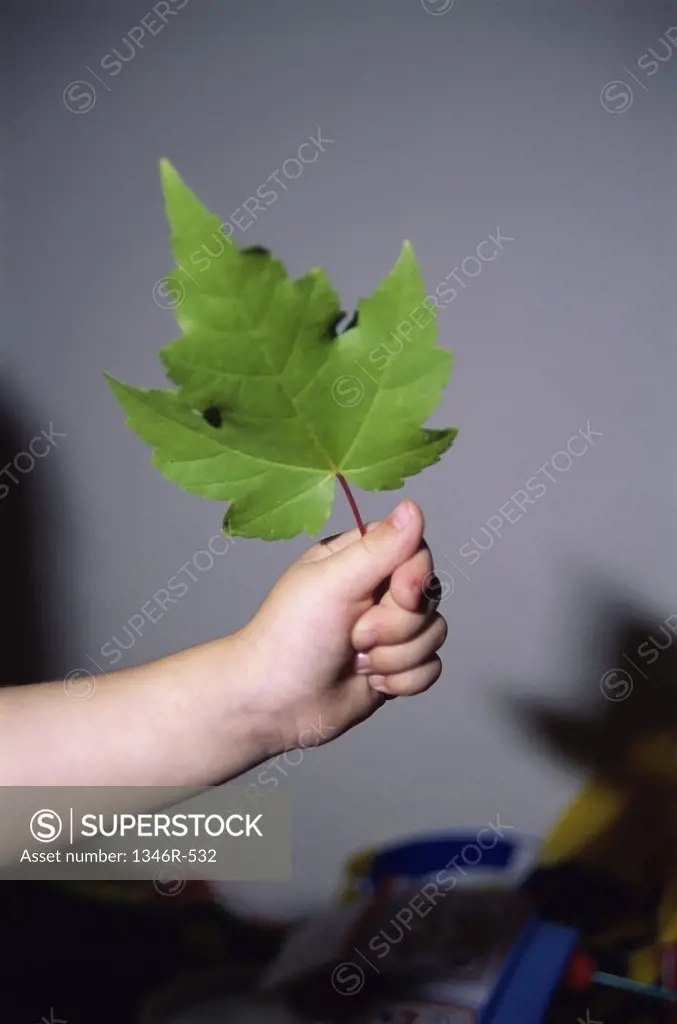 Person's hand holding a leaf