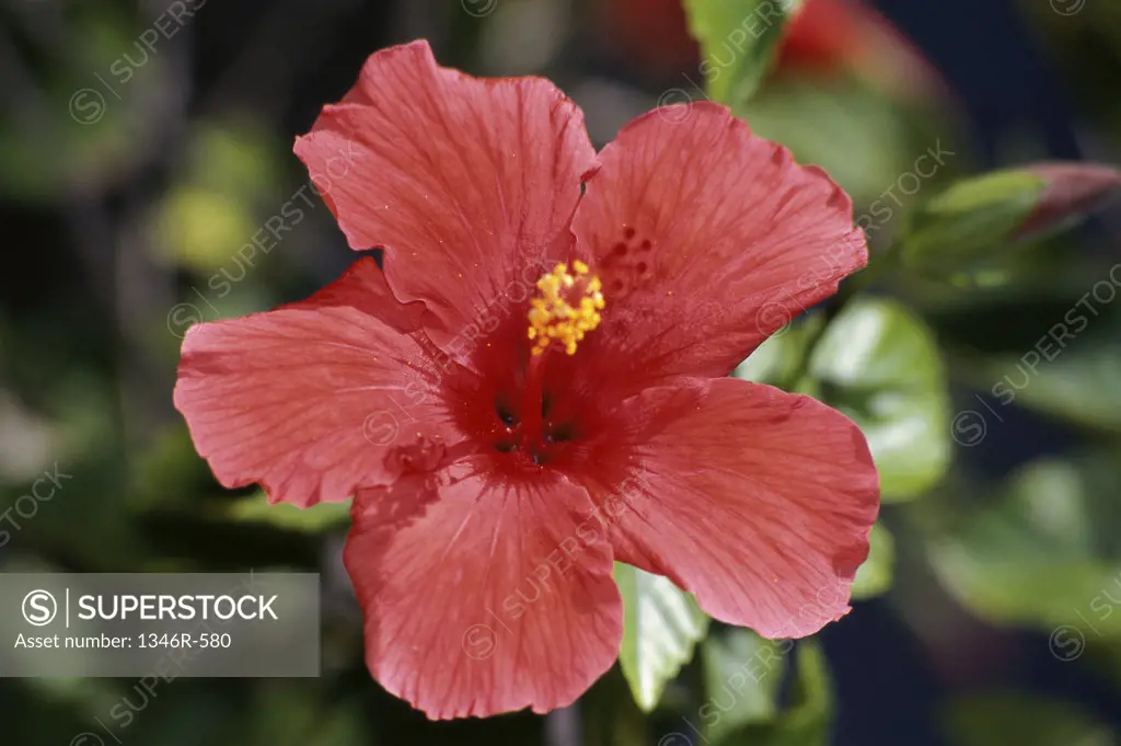 Close-up of a hibiscus
