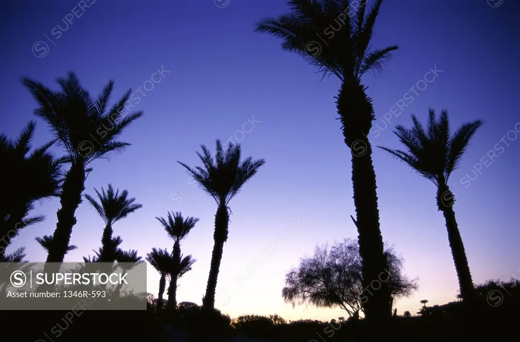 Silhouette of palm trees, Borrego Springs, California, USA