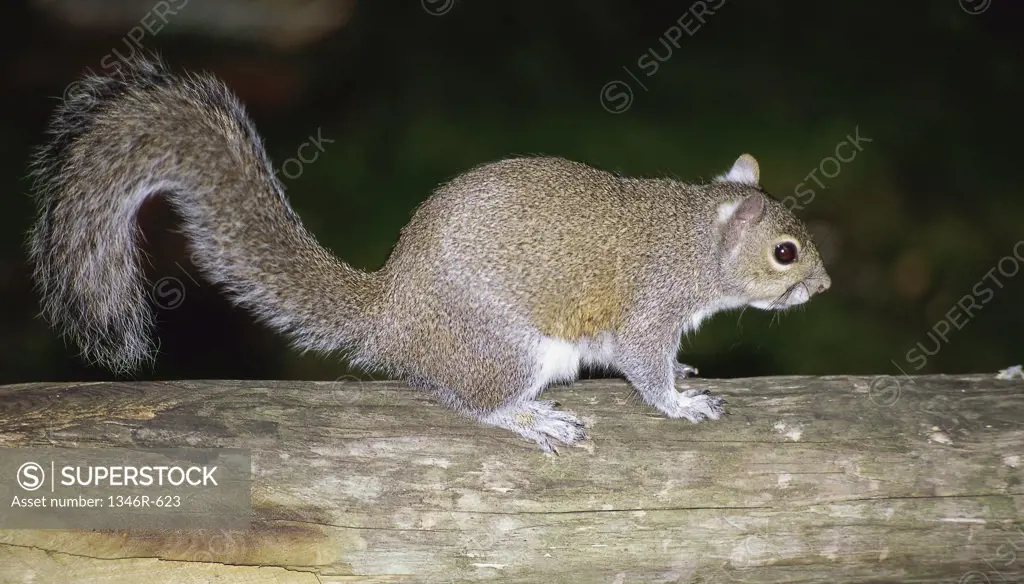 Gray Squirrel on a tree branch