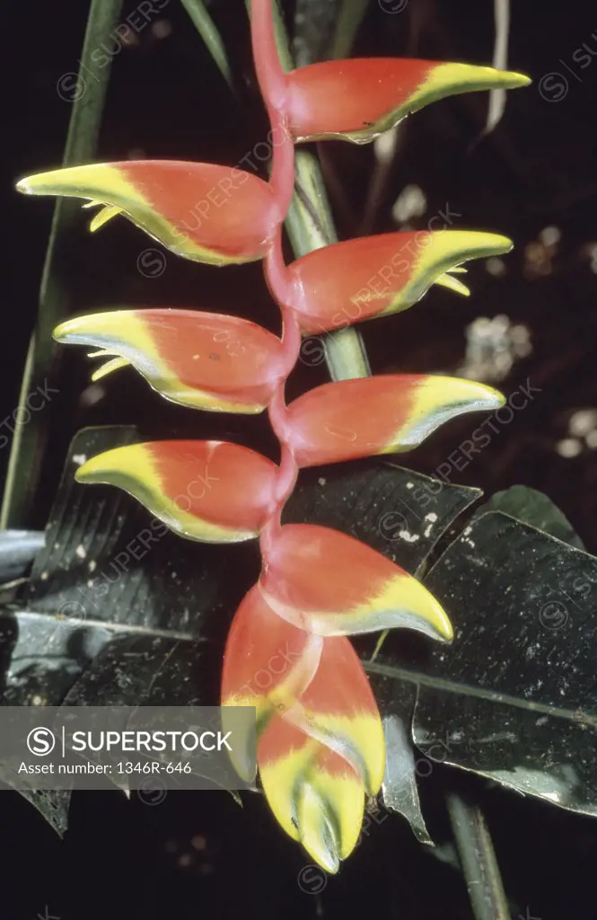 Close-up of Heliconia Rostrata