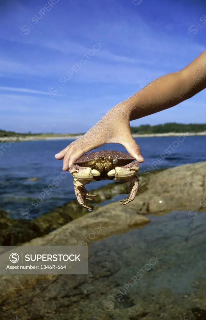 Person holding a crab
