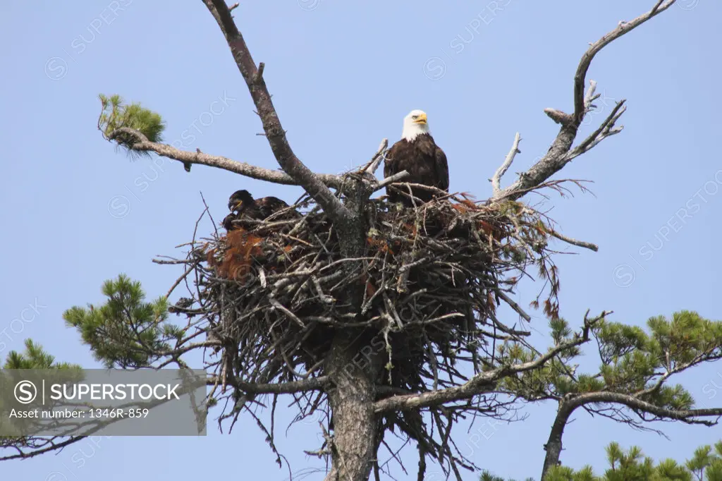 Low angle view of a Bald eagle (Haliaeetus leucocephalus) resting in its nest