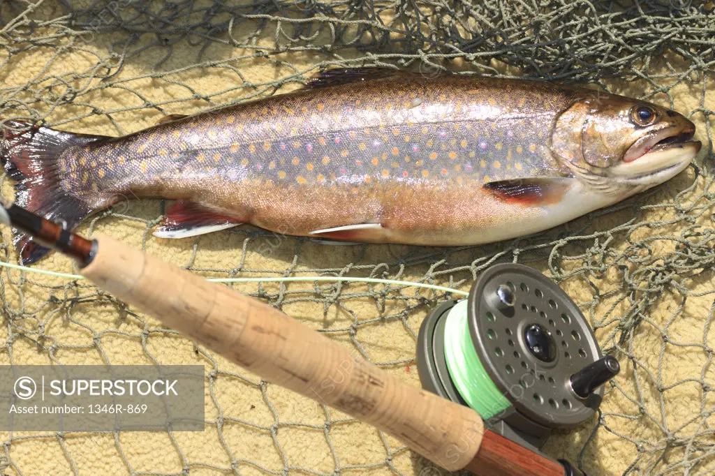 High angle view of a dead trout and fishing rod on a fishing net