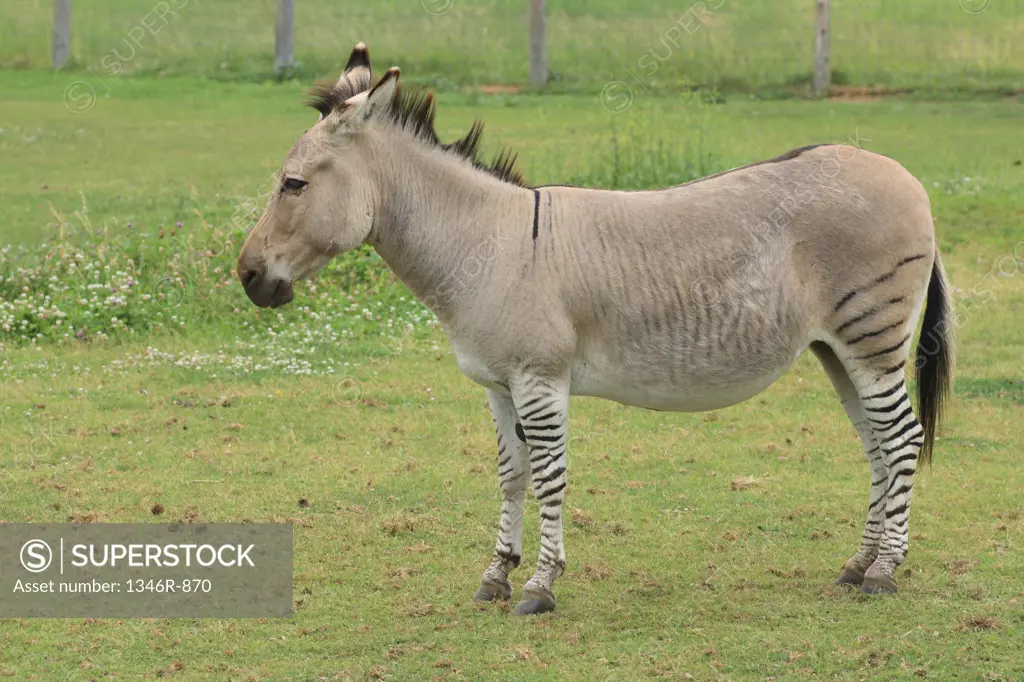 Zeedonk the cross breed of zebra and donkey standing in field