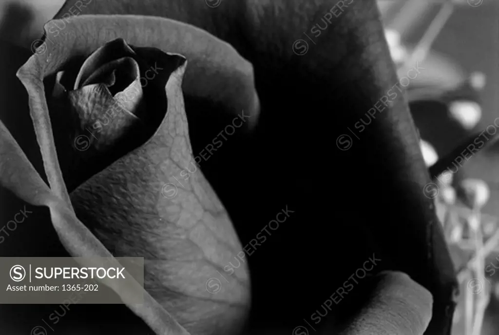 Close-up of a rose