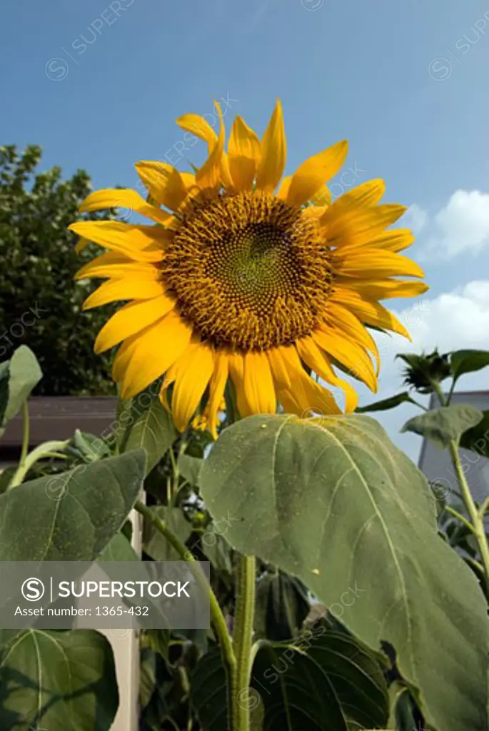 Close-up of a Sunflower (Helianthus annuus)