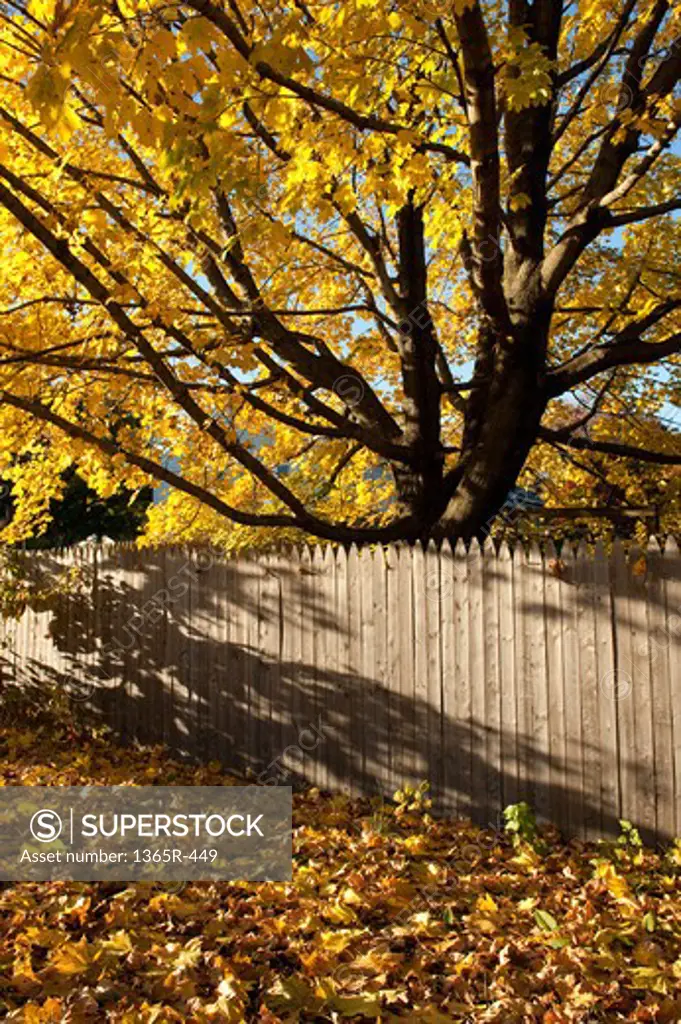 Fallen leaves and wooden fence in a park, Dover, Kent County, Delaware, USA