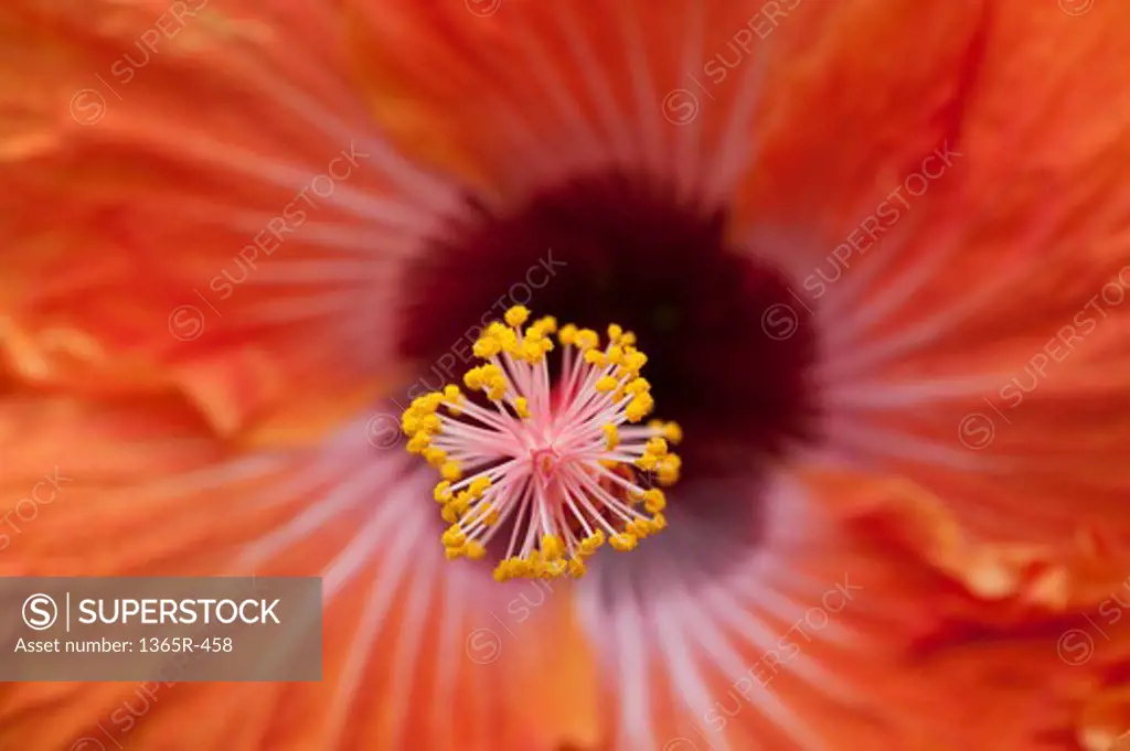 Close up of red hibiscus flower