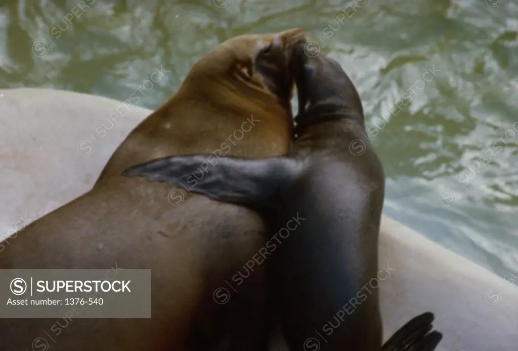 Sealed with a Kiss High angle view of a seal nuzzling with its pup