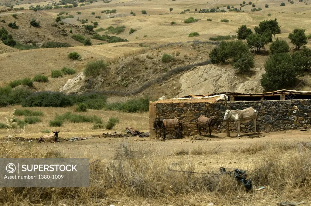 Donkeys in a pen, Morocco